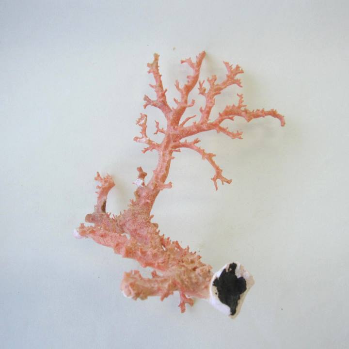 楽天市場】ピンク （ガーネ） 珊瑚 原木 パーツ アクセサリー材料 宝石