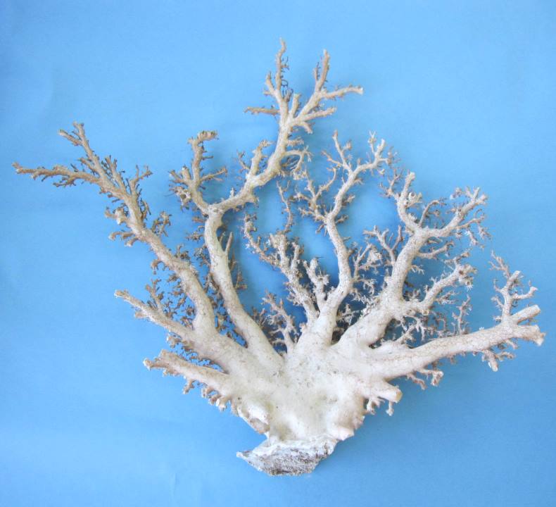 楽天市場】ミッド（白）珊瑚 原木 拝見 置物 飾り アクセサリー素材