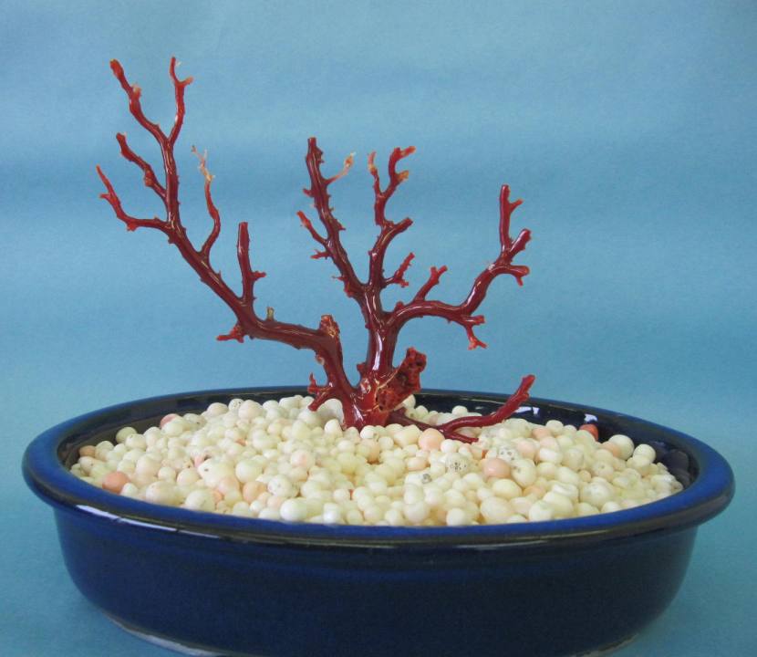 珊瑚 置物」の人気商品一覧 | 安い商品を通販サイトから探す - 価格.com