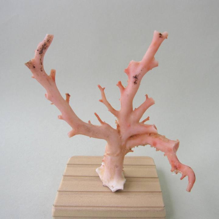 楽天市場】天然桃珊瑚 原木の通販