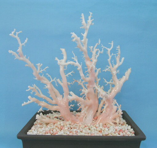 楽天市場】白（ミッド）珊瑚の盆栽風の置き物 艶出し加工済み) 原木