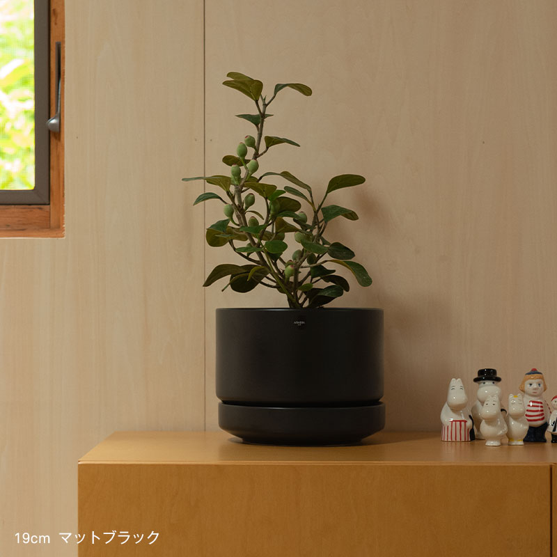 楽天市場】【お一人様1個だけ40%オフクーポン対象】アラビア / SN