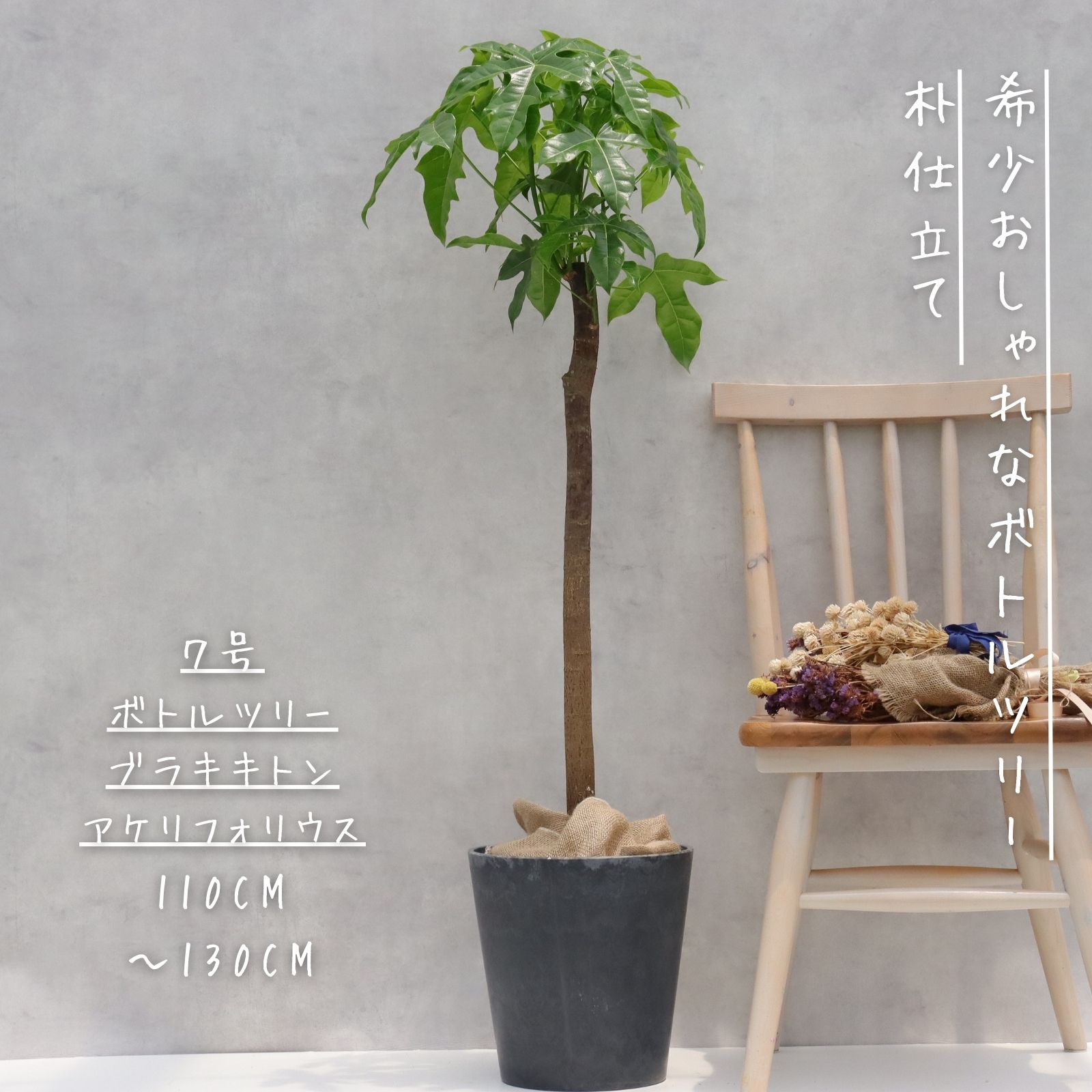 楽天市場】ボトルツリー（観葉植物｜花・観葉植物）：花・ガーデン