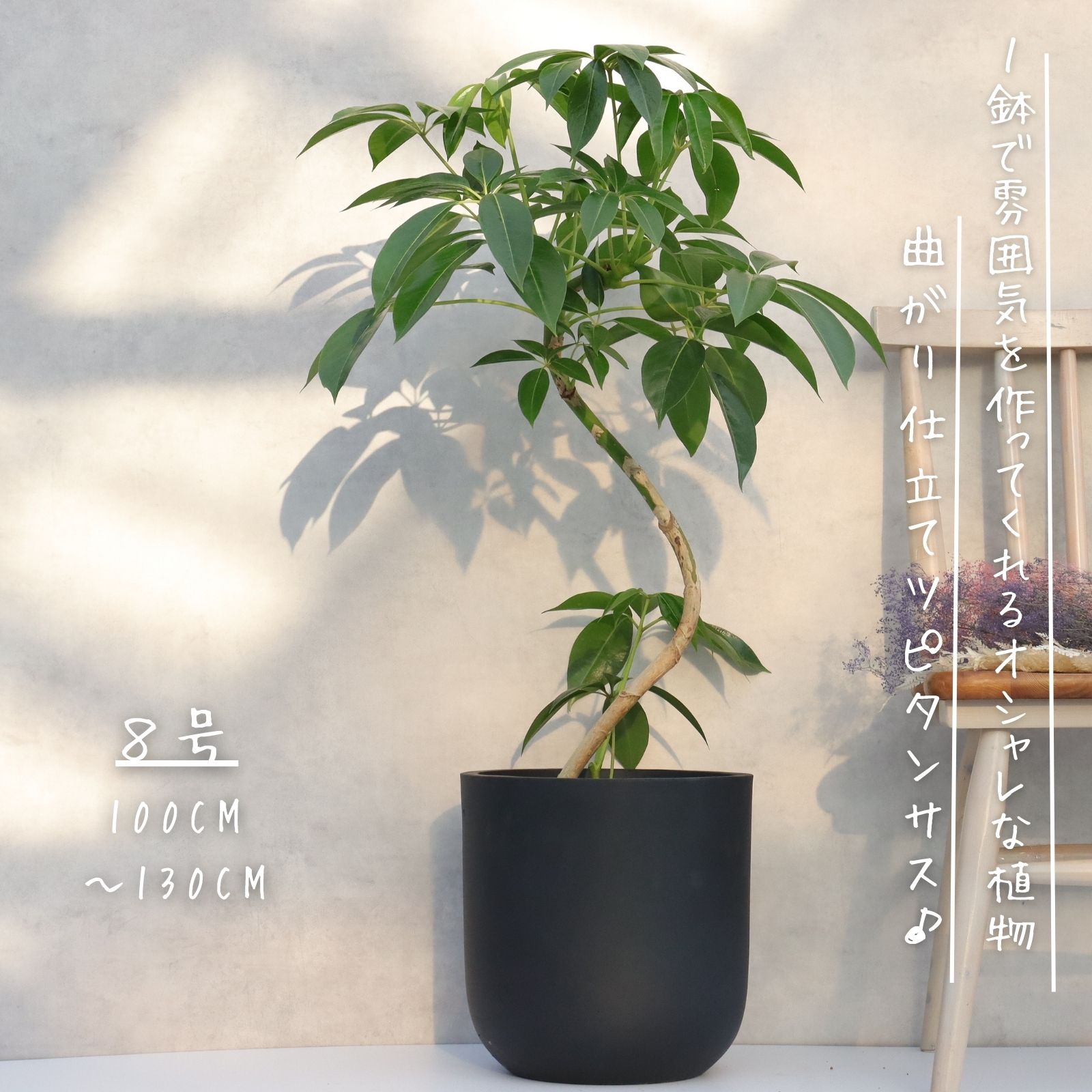 楽天市場】シェフレラ 8号の通販