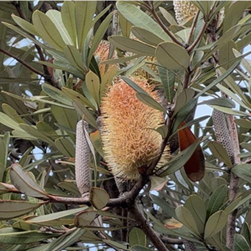 植木 盆栽 バンクシア」の人気商品一覧 | 安い商品を通販サイトから