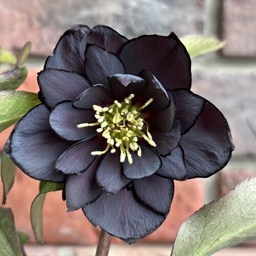 楽天市場】クリスマスローズ ブラック（種類（植物）クリスマスローズ