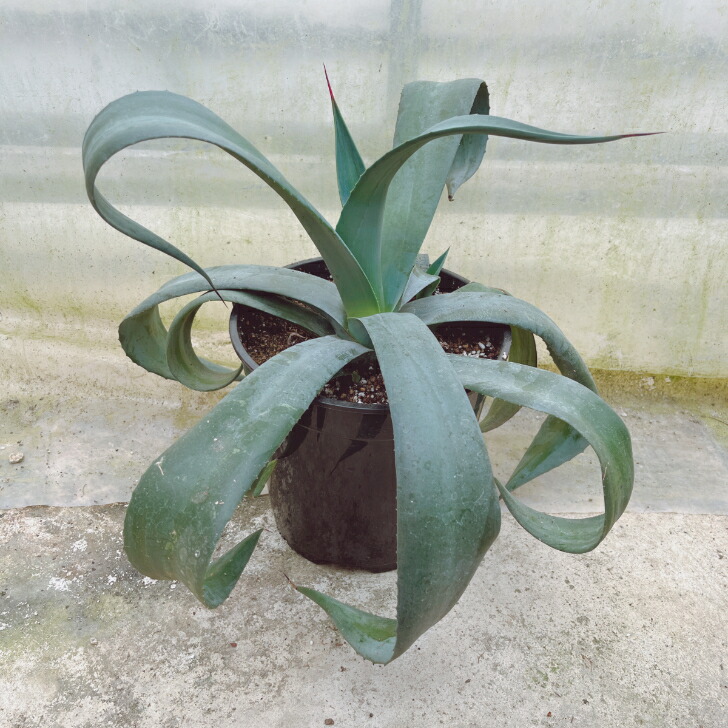 楽天市場】【観葉植物】アガベ ウェベリー 7号 大型大株 ドライ