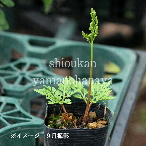 楽天市場】フユノハナワラビ 9〜10.5cmポット苗 山野草/シダ植物/※3/5