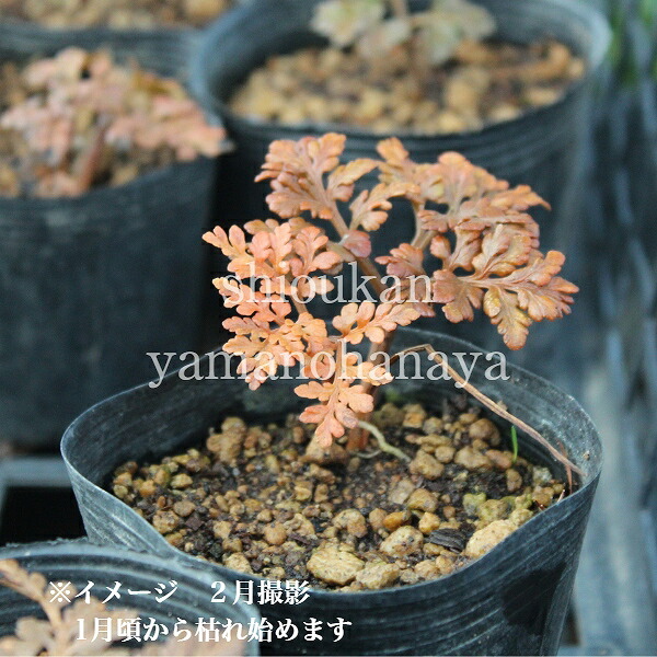 楽天市場】フユノハナワラビ 9〜10.5cmポット苗 山野草/シダ植物/※3/5