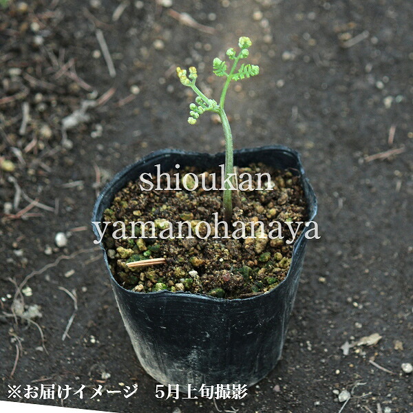 楽天市場】ワラビ 10.5cmポット苗 数量割引あり/山菜苗/耐寒性多年草