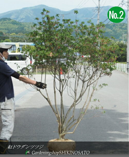 楽天市場】紅ドウダンツツジ/ベニドウダンツツジNo2（樹高：2m内外