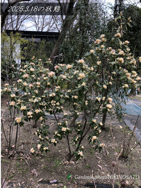 楽天市場】2025.3月開花中ツツジ 
