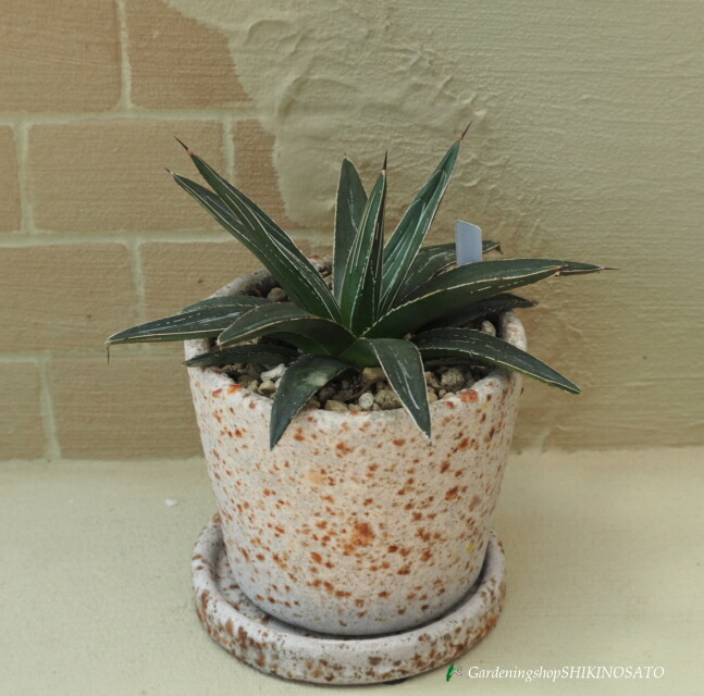 アガベ 笹の雪」の人気商品一覧 | 安い商品を通販サイトから探す