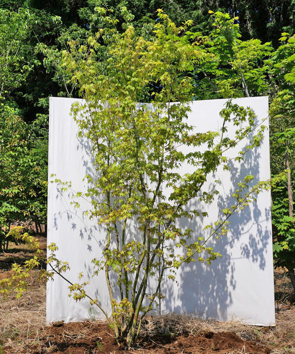 楽天市場】【不在置きOK限定販売価格】イロハモミジ 本株立 2.4m程度