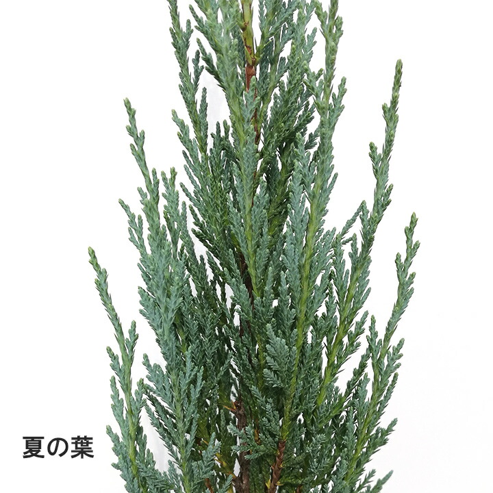 楽天市場】1本 / ムーングロー 15cmポット 樹高30cm〜 コニファー