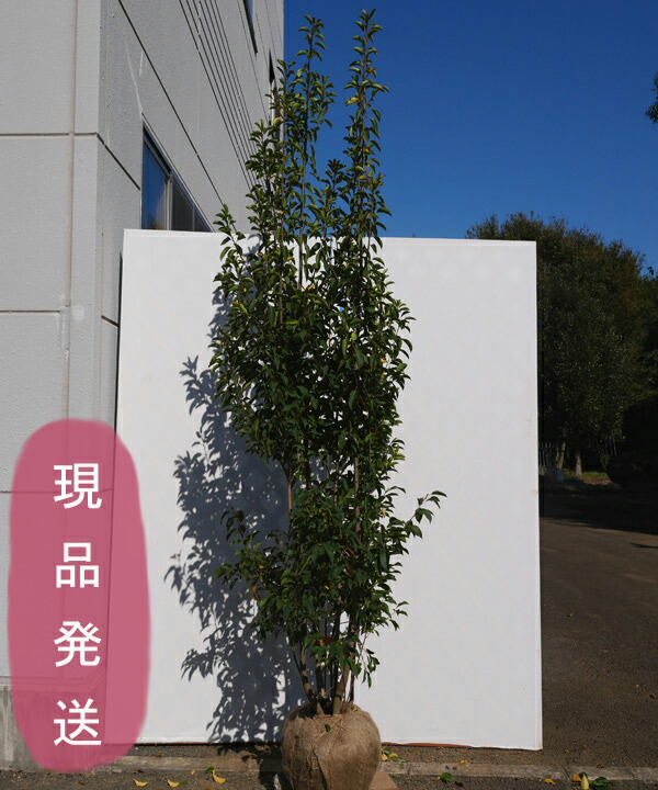 楽天市場】ピセア プンゲンス “グラウカ ペンデュラ” 樹高0.3m