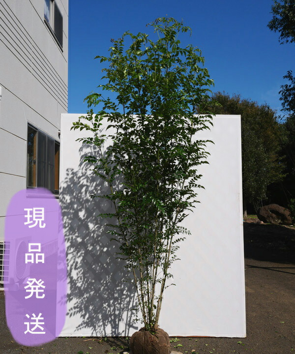 楽天市場】【現品発送】【山採り天然木】樹形と幹肌、花、実を楽しめる