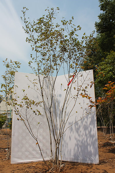 楽天市場】オトコヨウゾメ（山採り天然木） 株立 2.8m程度（根鉢含まず