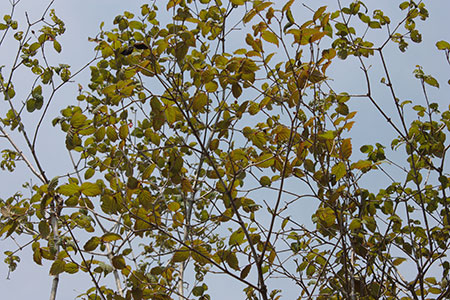 楽天市場】オトコヨウゾメ（山採り天然木） 株立 2.8m程度（根鉢含まず