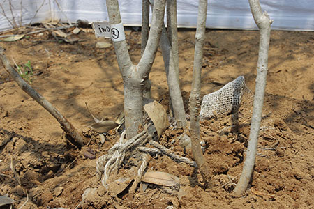 楽天市場】オトコヨウゾメ（山採り天然木） 株立 2.8m程度（根鉢含まず