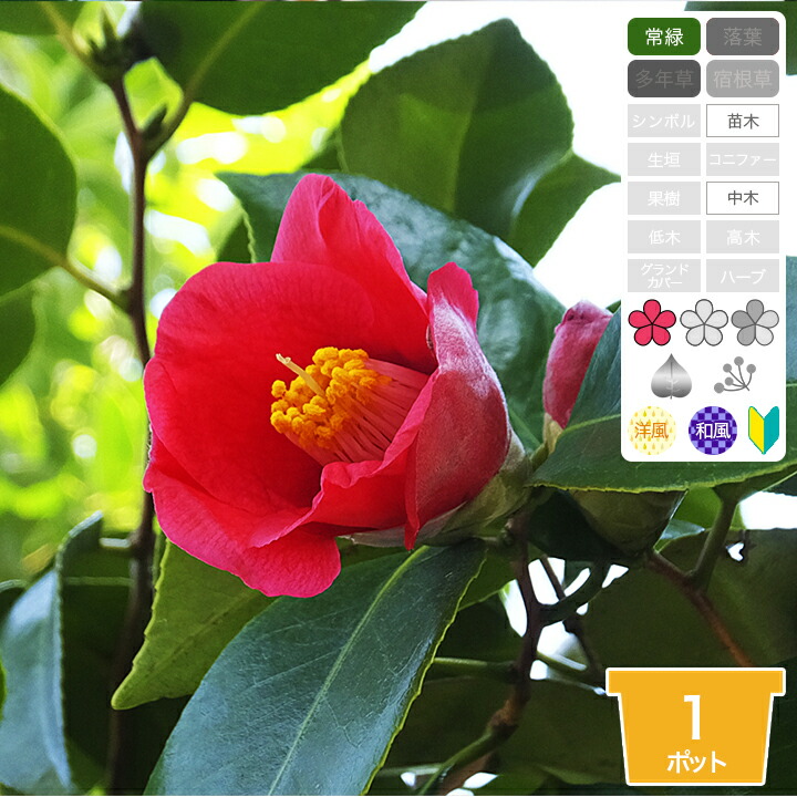 楽天市場】【1ポット〜】「ヤブツバキ（藪椿）」 苗木 高さ30cm