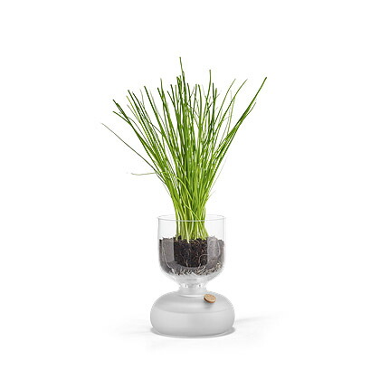 楽天市場】ホルムガード HOLMEGAARD ガイア プラントグラス 9cm