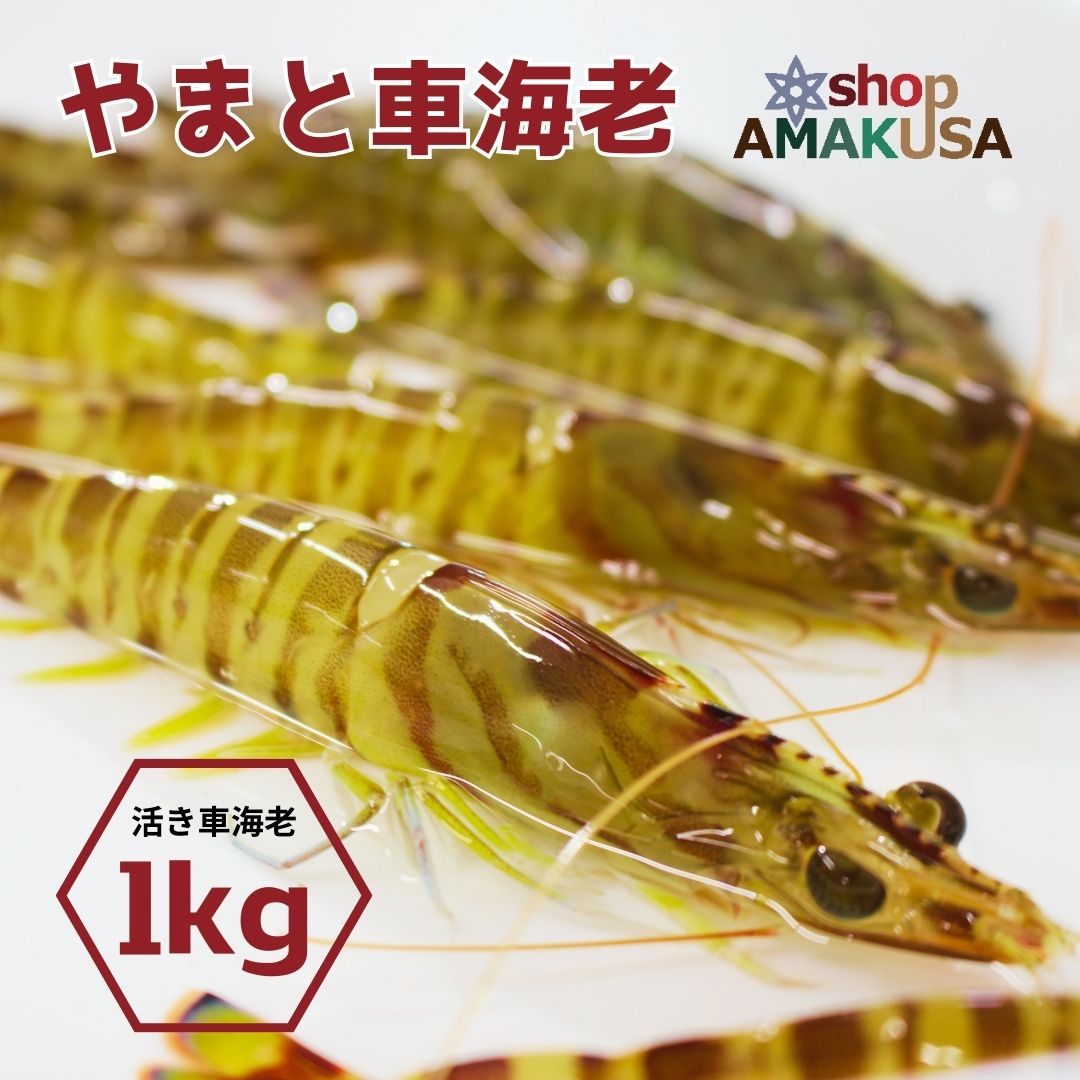 楽天市場】やまと車海老 1kg（40尾前後）送料無料 無投薬 オーガニック
