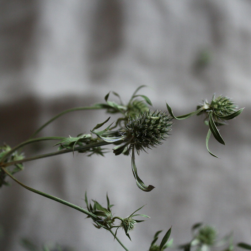 楽天市場】エリンジューム グリーン (エリンジウム) / ドライフラワー