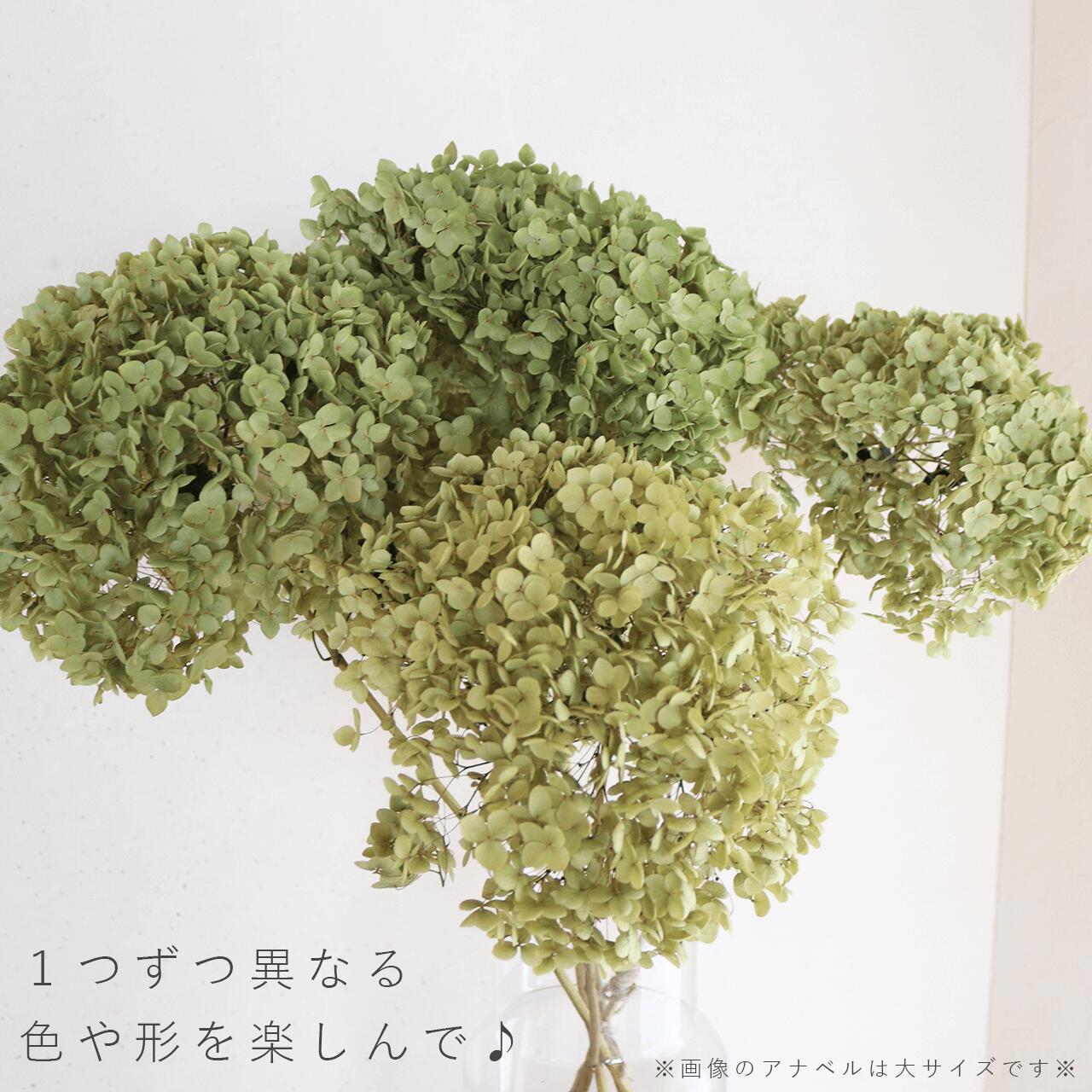 楽天市場】【約直径25～35cm】アナベル枝つき 特大 / アジサイ