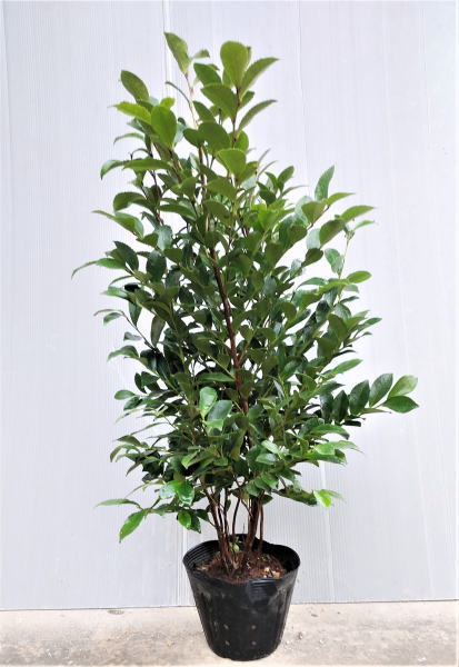 楽天市場】【ヒサカキ】株立ち状（8本立ち）樹高90cm前後 15cm