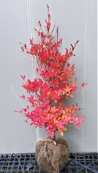 楽天市場】ドウダンツツジ大きい苗 どっしりタイプ : 園芸百貨店何でも