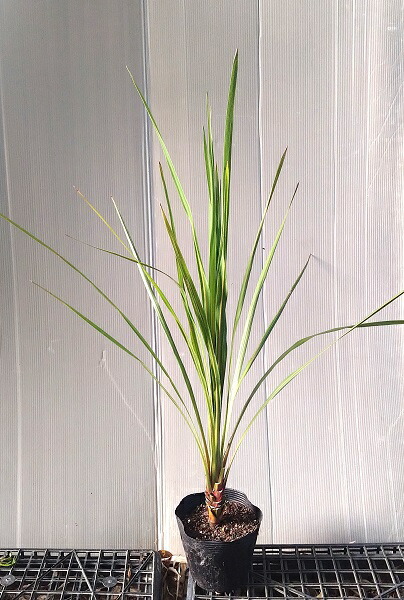 植木 ニオイシュロラン」の人気商品一覧 | 安い商品を通販サイトから