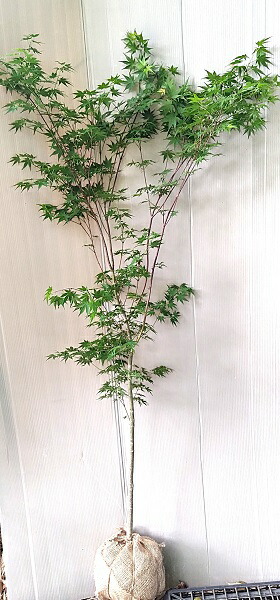 楽天市場】【イロハモミジ】樹高1.5m前後 根巻き苗 単木 いろはもみじ