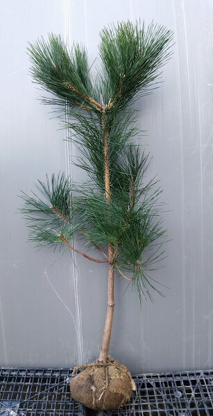 楽天市場】【黒松（クロマツ）】樹高1.4m前後 根巻き苗 くろまつ