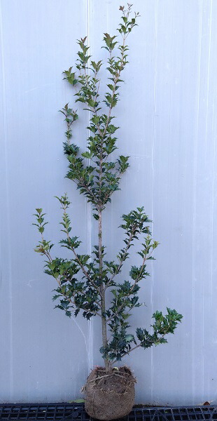 楽天市場】厄除け・縁起木・主木【柊（ヒイラギ）】 樹高1.3m前後 根