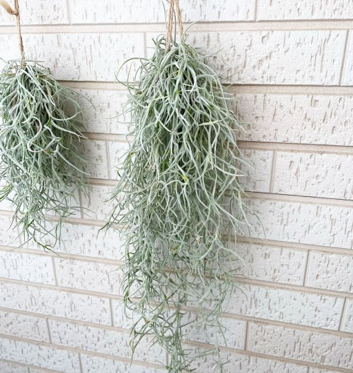 楽天市場】ウスネオイデス 3-5個セット 40/50/60cm 3サイズ チランジア