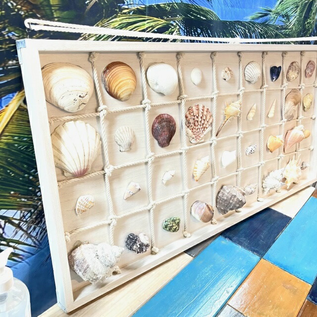 楽天市場】貝殻標本風オブジェ特大サイズ、貝はなんと36種類幅約