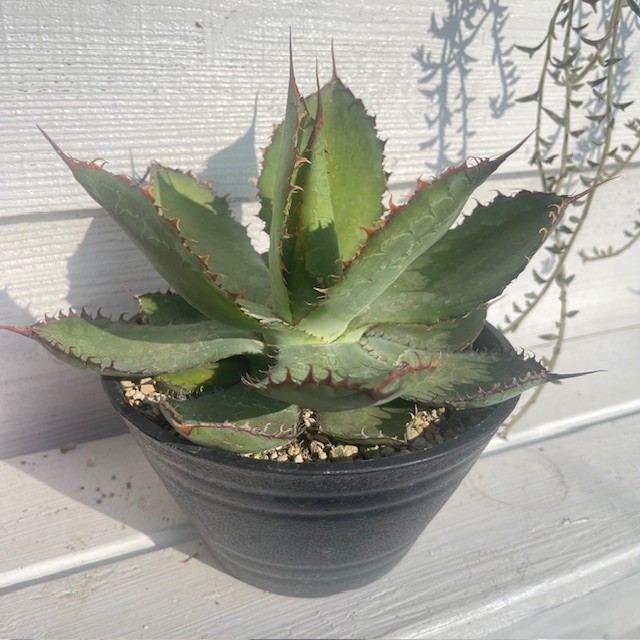 アガベ 大型」の人気商品一覧 | 安い商品を通販サイトから探す - 価格.com