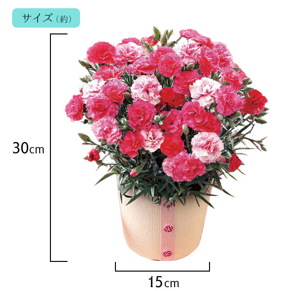 楽天市場】2025 ギフト パティスリー キハチ アソートBOX