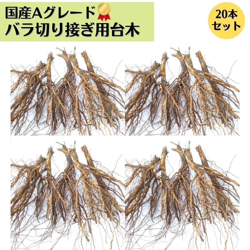 楽天市場】☆スーパーSALE30%OFF☆ 《国産Aグレード品 バラ切り接ぎ用