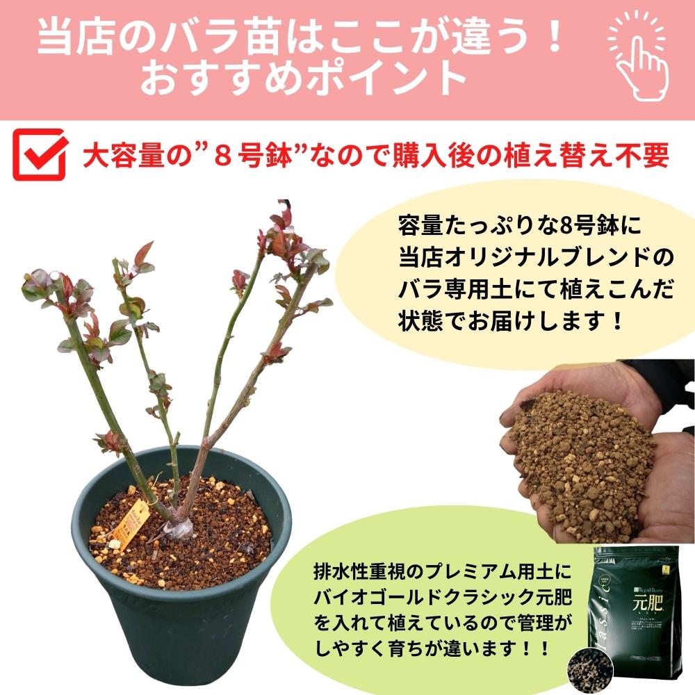 楽天市場】＼当店オリジナル8号鉢仕様／ バラ苗 令の風（れいのかぜ