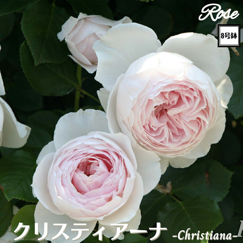 楽天市場】【SS限定クーポン配布中！】 ＼当店オリジナル8号鉢仕様