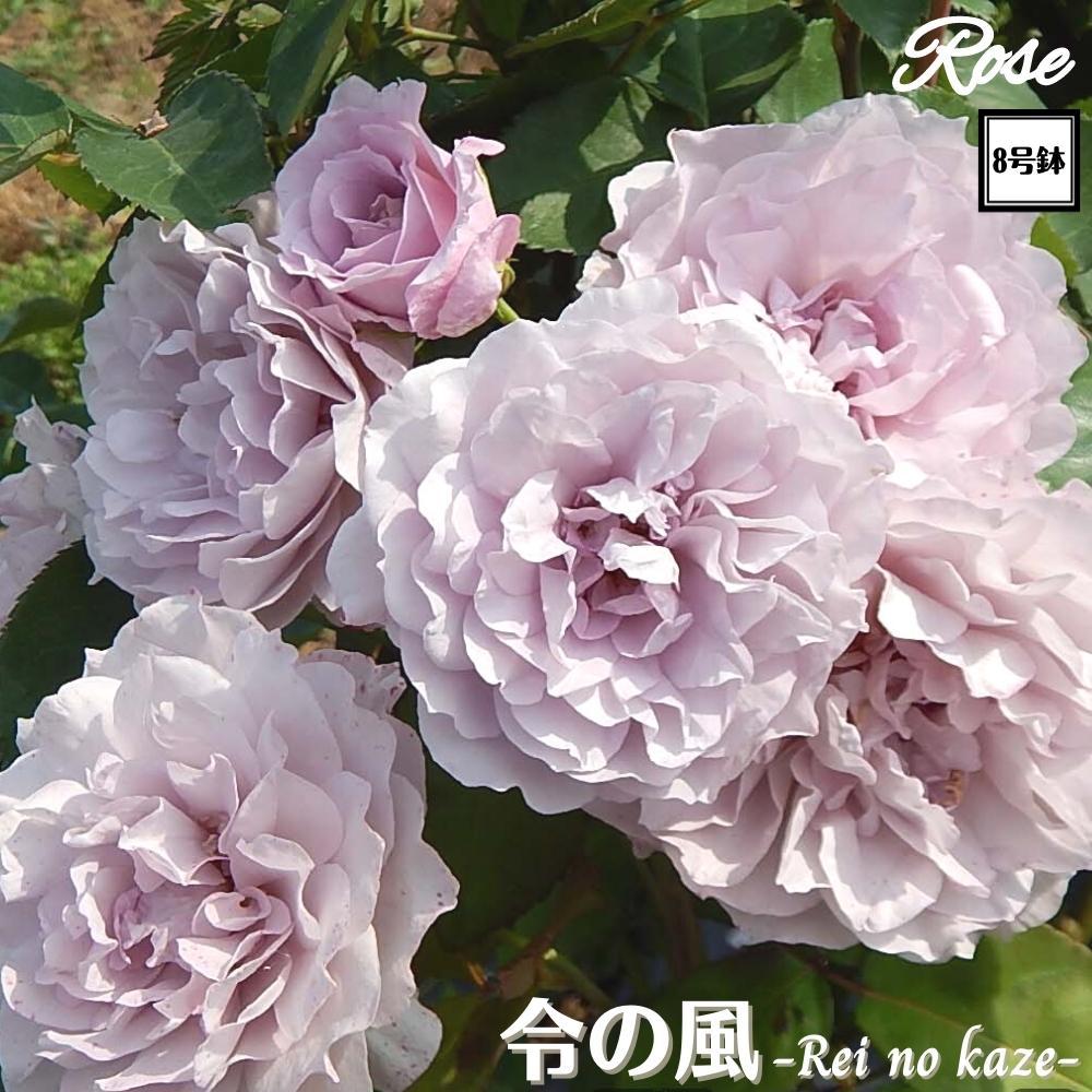 楽天市場】＼当店オリジナル8号鉢仕様／ バラ苗 令の風（れいのかぜ