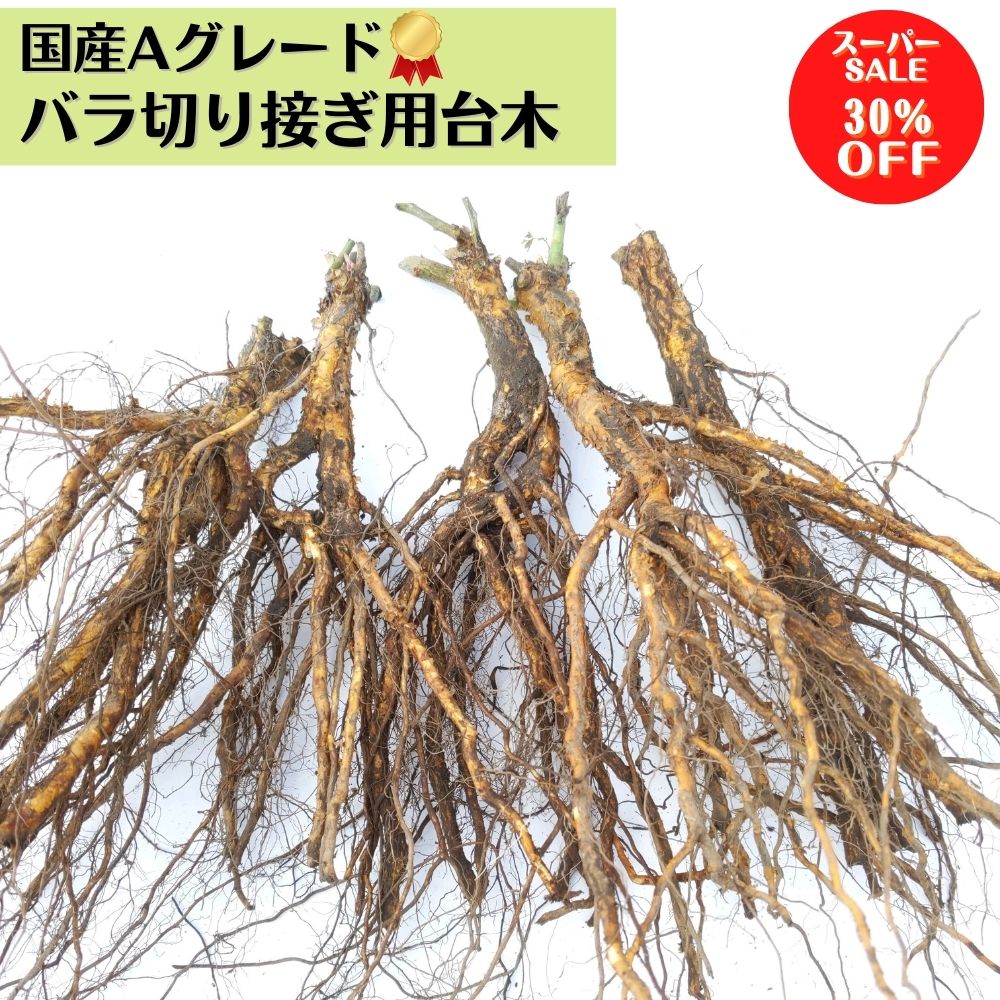 楽天市場】☆スーパーSALE30%OFF☆ 《国産Aグレード品 バラ切り接ぎ用