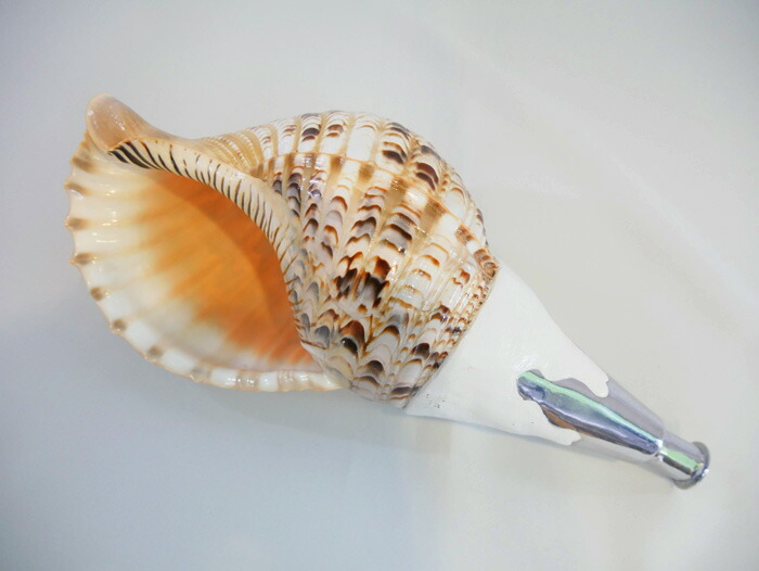 楽天市場】法螺貝・歌口付 サイズ35cm-37cm 真言タイプ : 和楽器総合