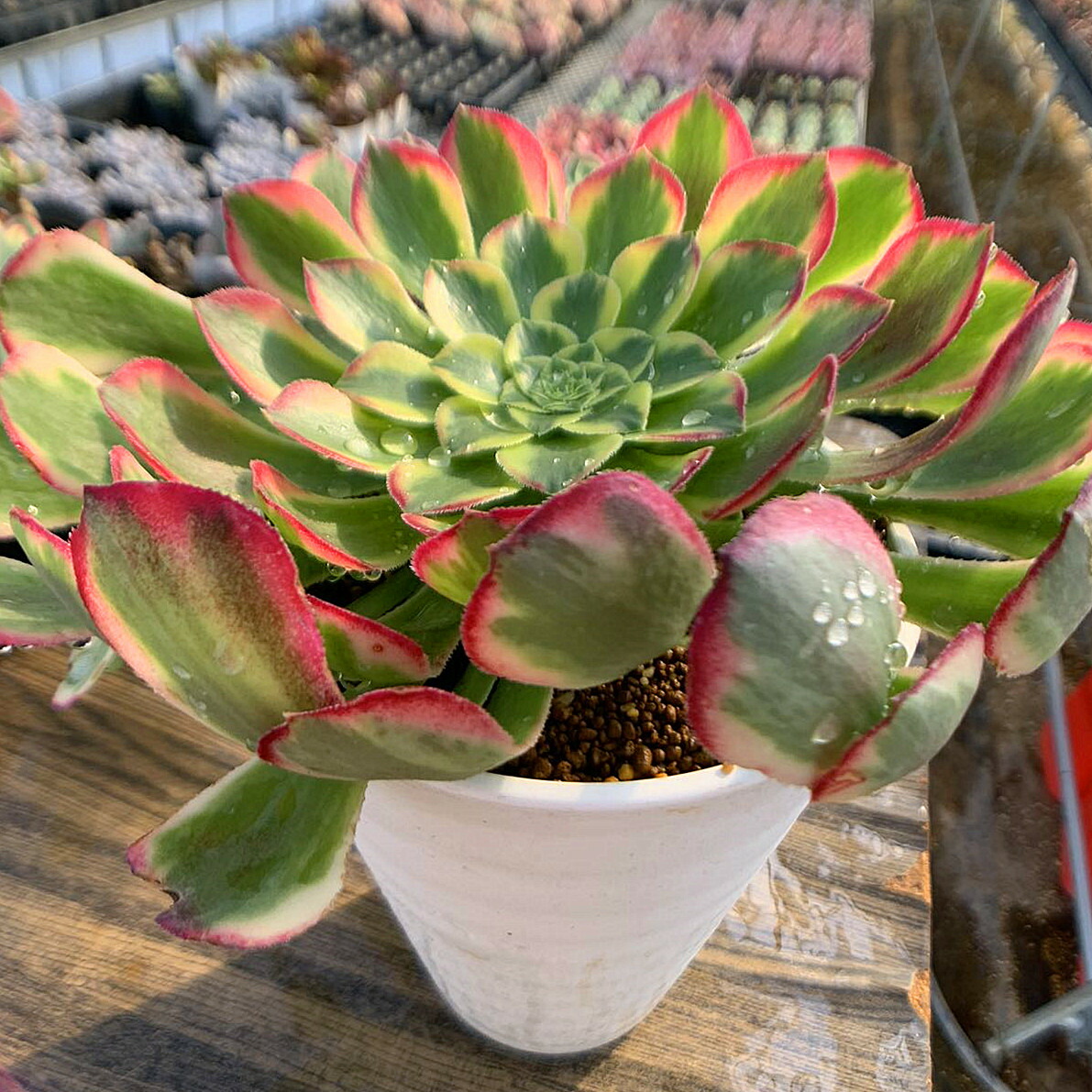 楽天市場】農園直売 多肉植物 寄せ植え アエオニウム属 朝霞錦（単