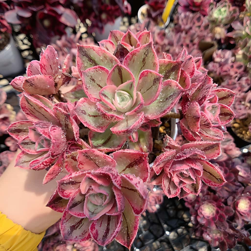 楽天市場】農園直売 多肉植物 寄せ植え アエオニウム ソメツケ（錦