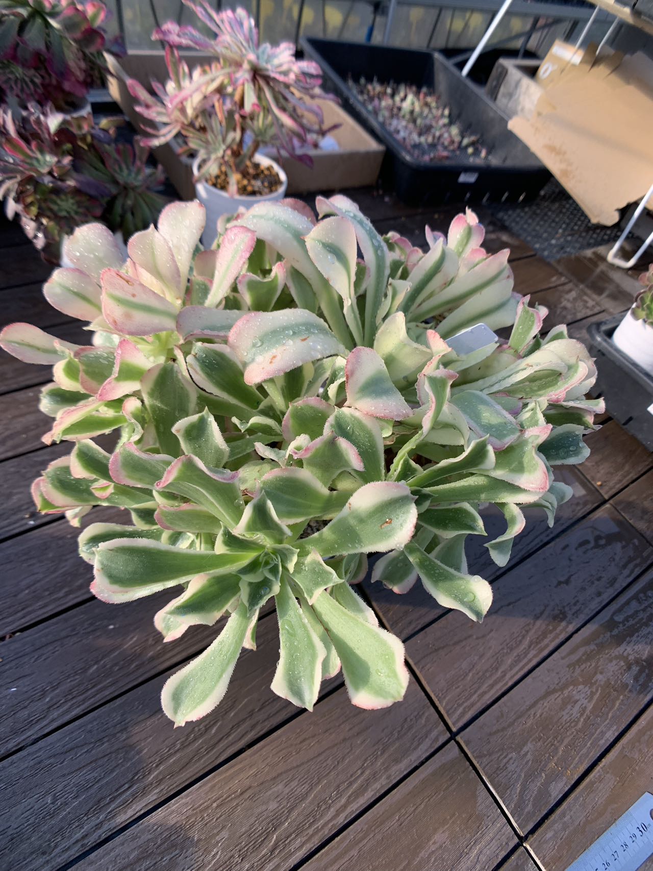 楽天市場】現物 アエオニウム 雨花石 特特大（群） R398 厳選 極上株