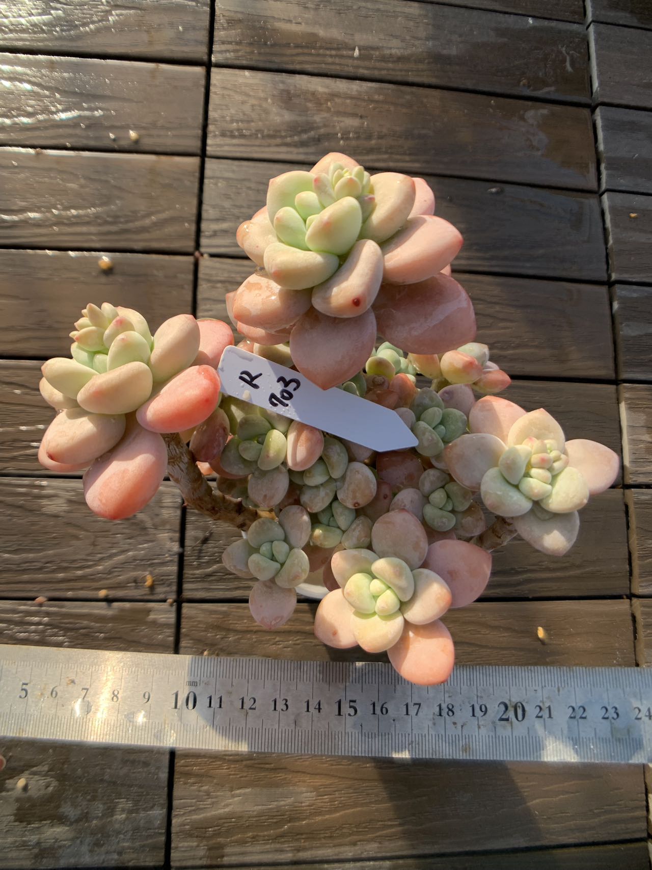 楽天市場】現物 洛神（群）特大 R703 厳選 極上株 多肉専門VERVE