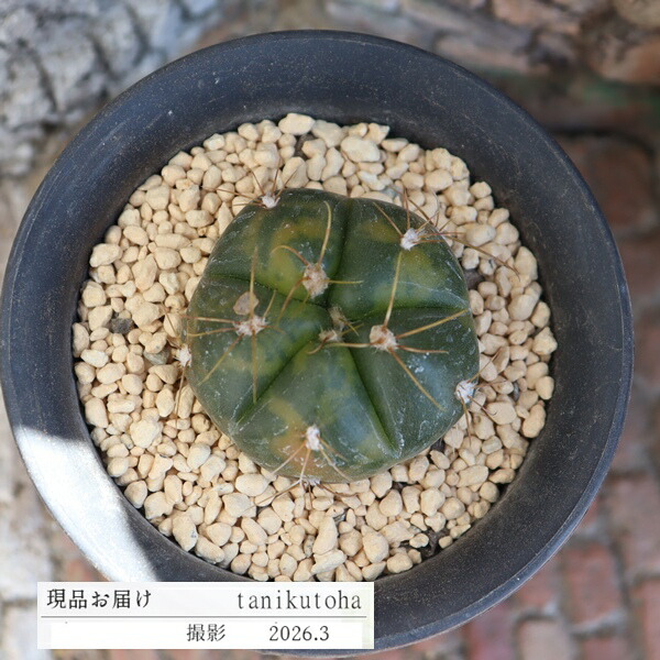 楽天市場】ムーンバースト TK-10-55 アエオニウム 写真の子をお届け